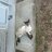 Milodog67